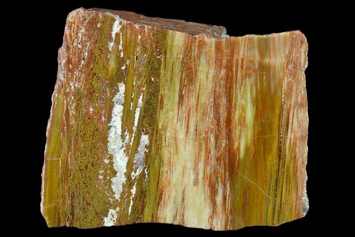 Colorful Petrified Wood (Araucarioxylon) Section - Arizona #132238